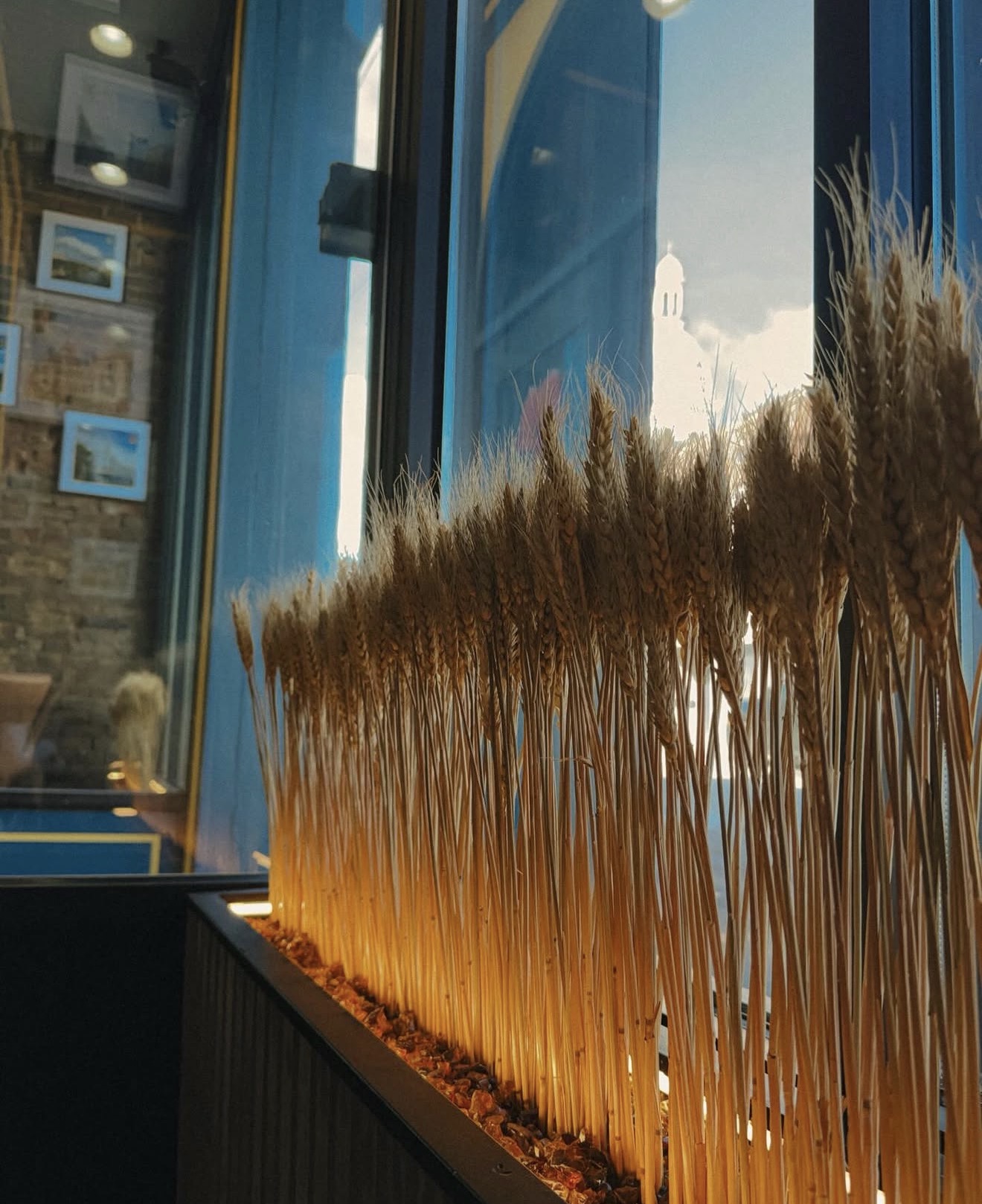 Wheat installation by the window